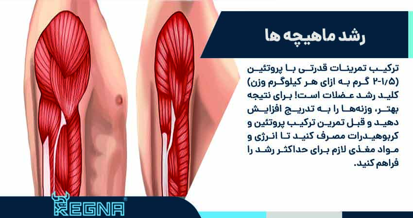 رشد ماهیچه ها 