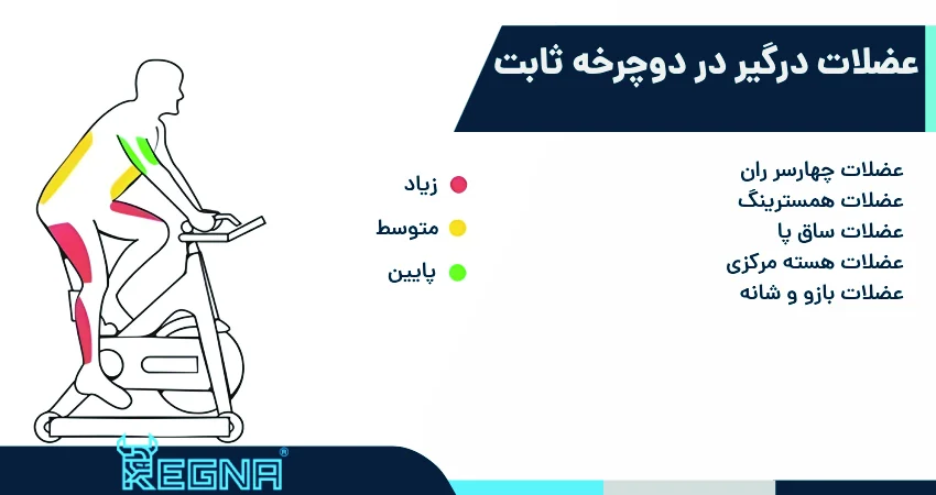 عضلات درگیر در دوچرخه ثابت