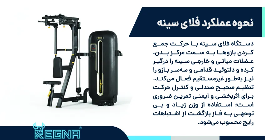 نحوه عملکرد و عضلات درگیر در فلای سینه