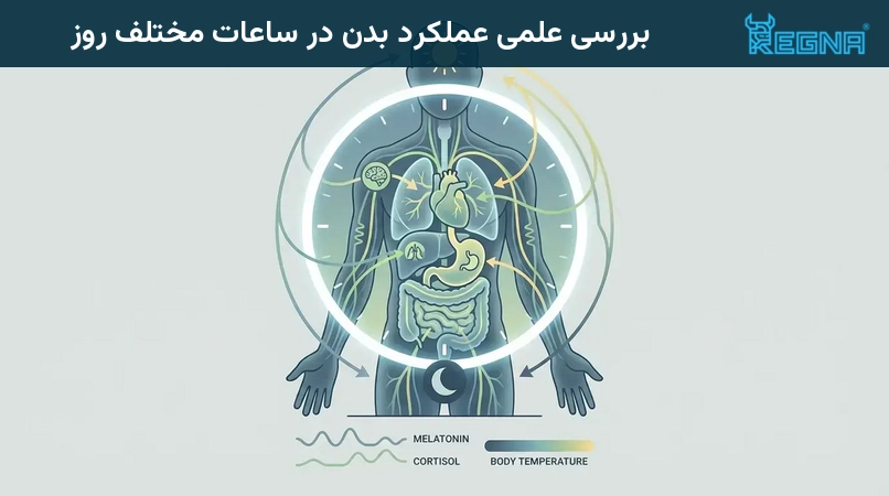 بررسی علمی عملکرد بدن در ساعات مختلف روز