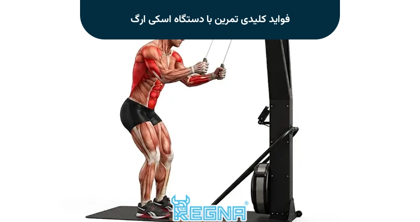 فواید کلیدی تمرین با دستگاه اسکی ارگ